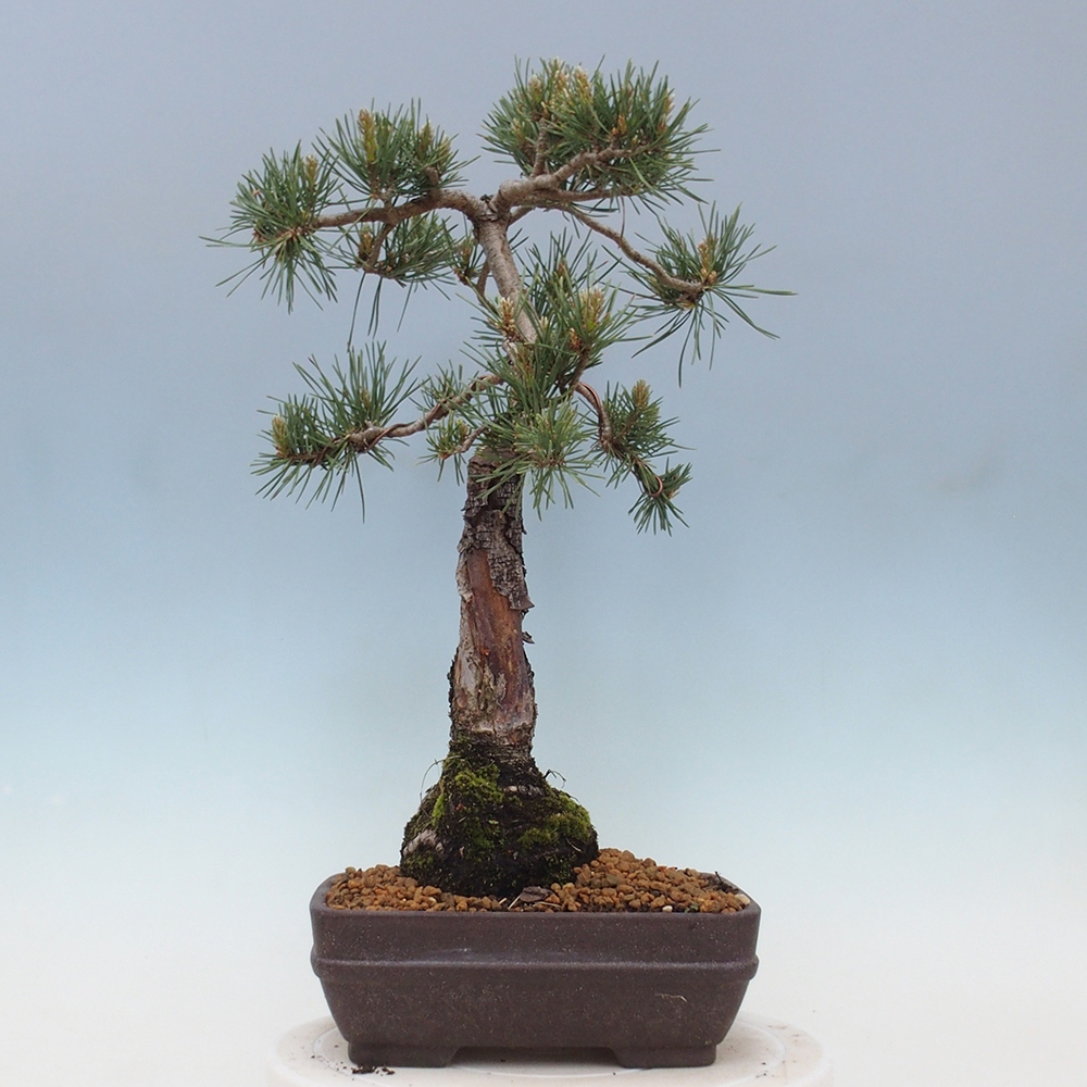 Bonsai da esterno - Pinus Sylvestris Watererri - Pino silvestre