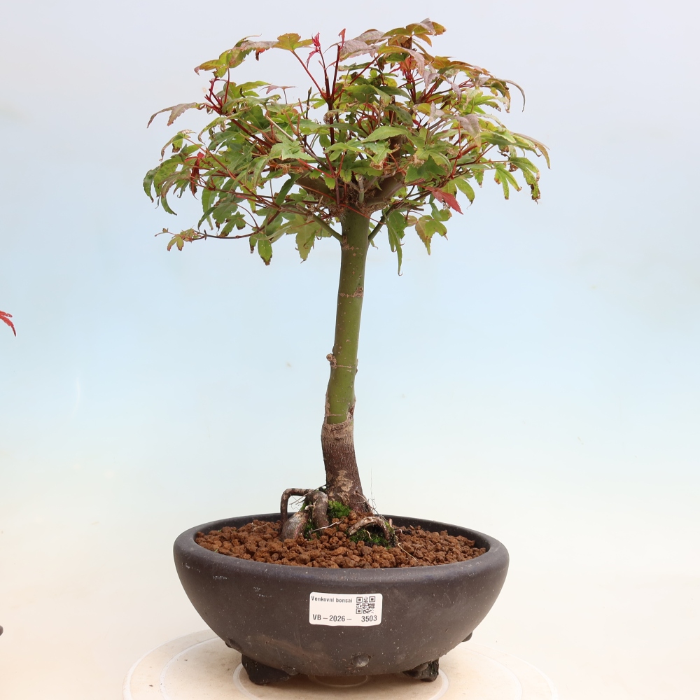 Bonsai da esterno - Acer palmatum DESHOJO