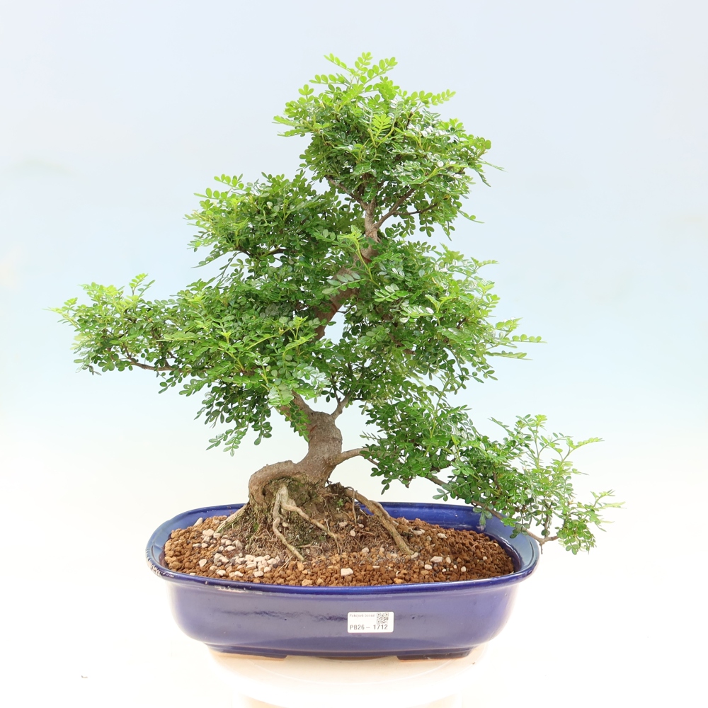 Camera bonsai - Zantoxylum piperitum - albero del pepe