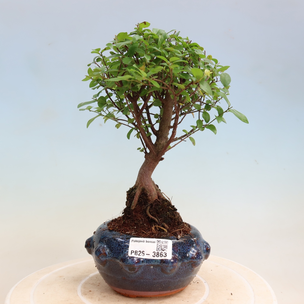 Camera bonsai - Sageretia thea - Sageretia thea