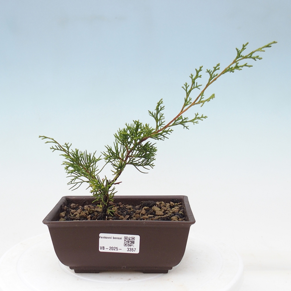 Bonsai da esterno - Juniperus chinensis Itoigawa