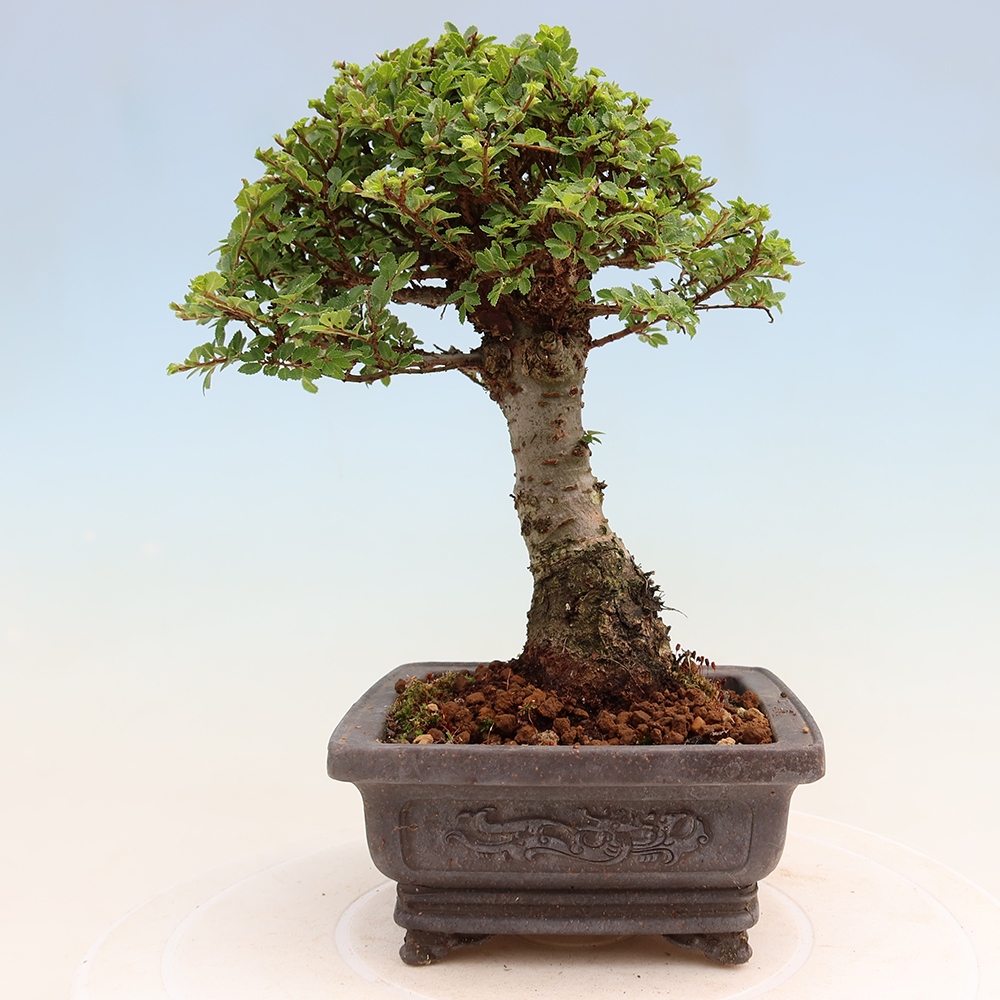 Bonsai da esterno - Ulmus parvifolia Sagei - Olmo a foglie piccole