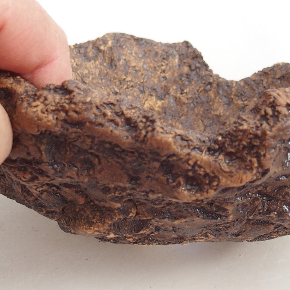 Conchiglia in ceramica 18 x 18 x 12 cm , colore marrone