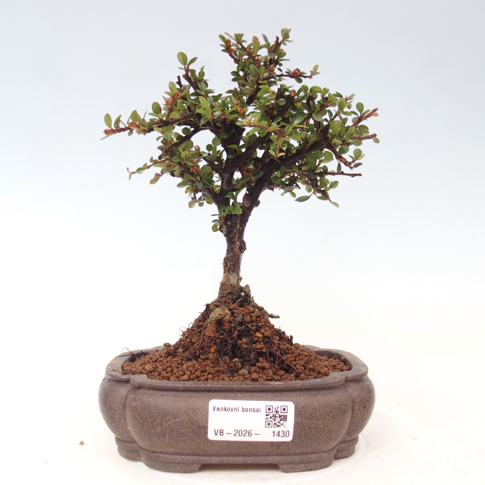 Bonsai da esterno - Cotoneaster horizontalis - Montagna rocciosa