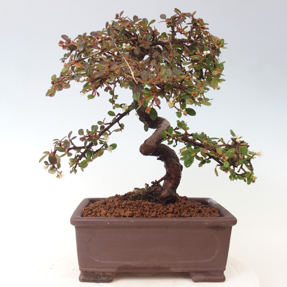 Bonsai da esterno - Cotoneaster dammeri - Roccia di Damer