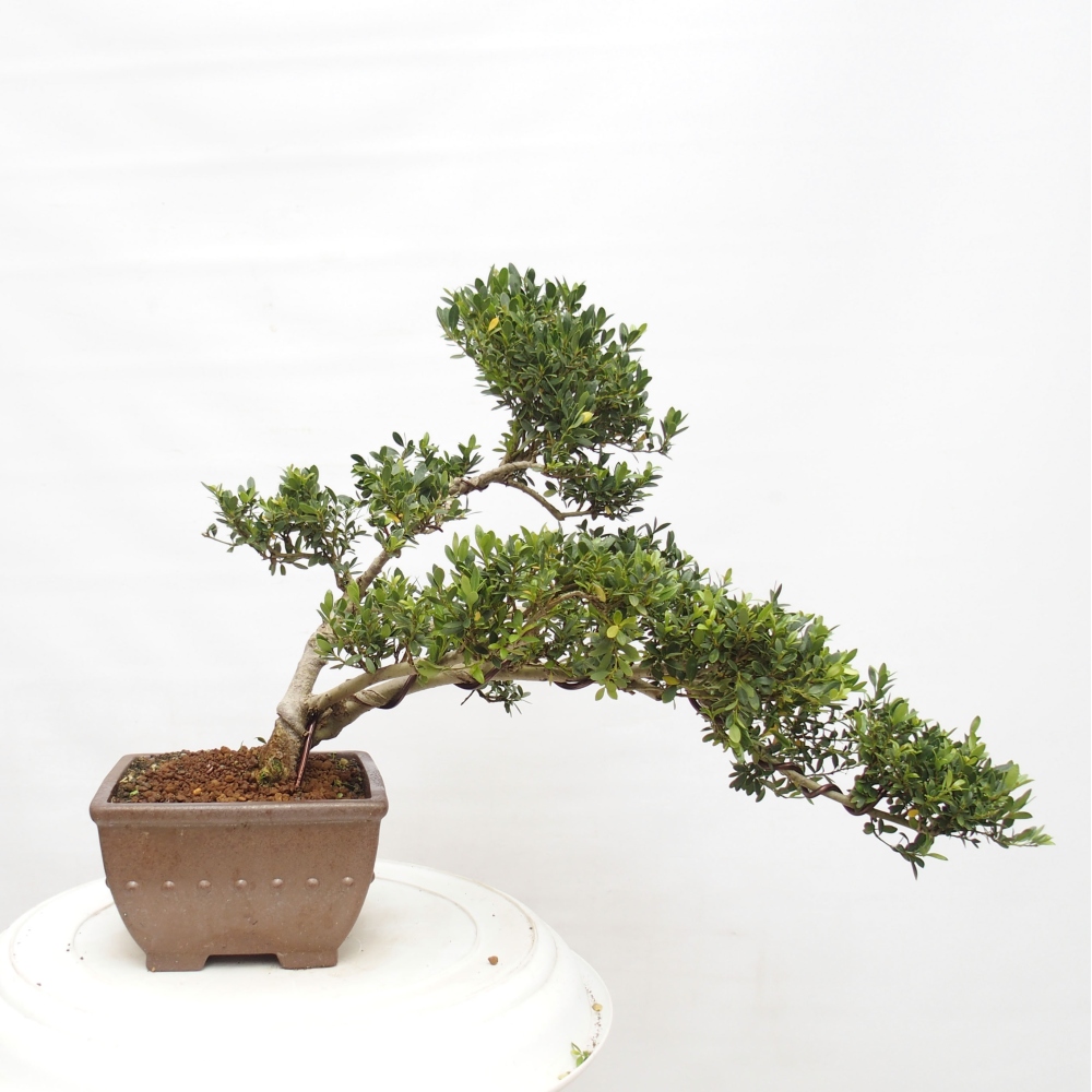 Camera bonsai - Ilex crenata - Agrifoglio