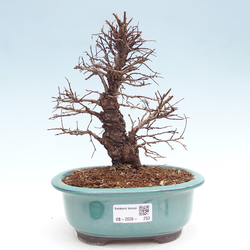 Bonsai da esterno - Zelkova - Zelkova NIRE