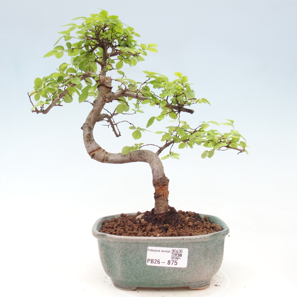 Camera bonsai - Ulmus parvifolia - Olmo a foglie piccole