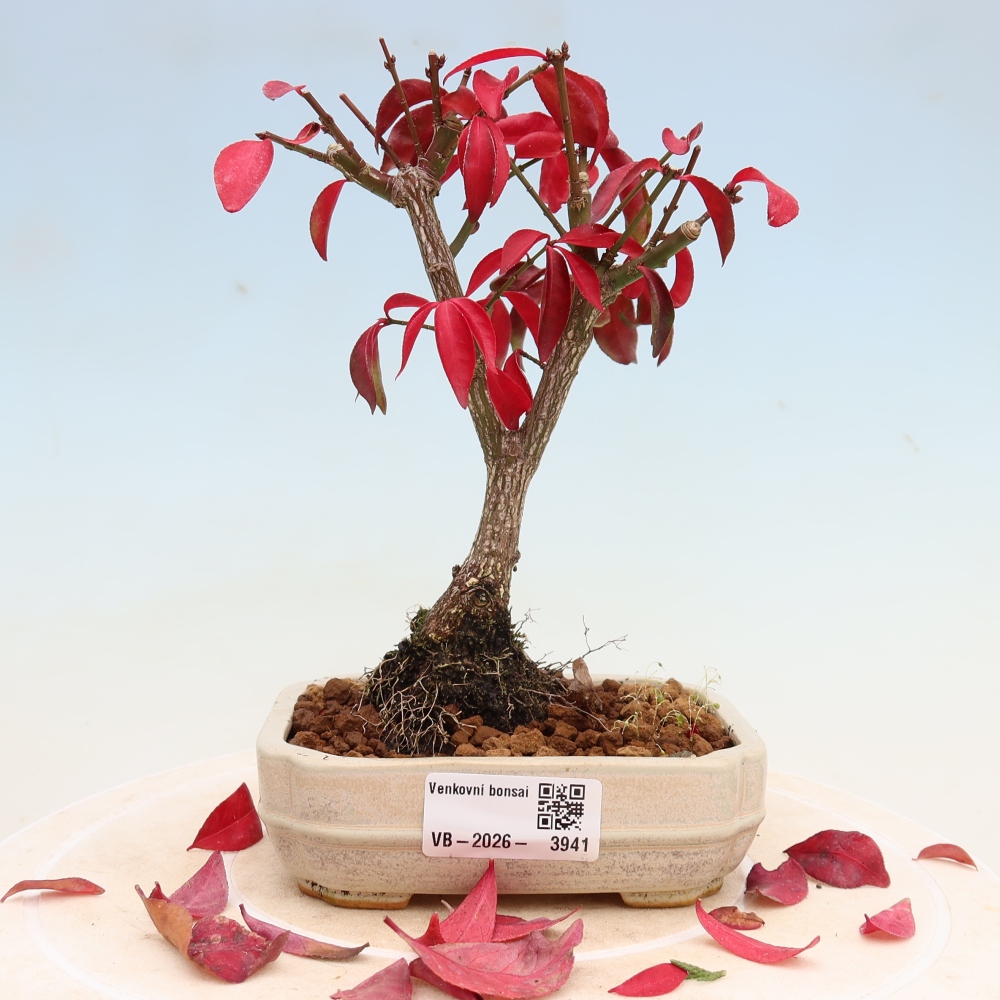 Bonsai da esterno -  Euonymus alatus comactus  - euonymus alato