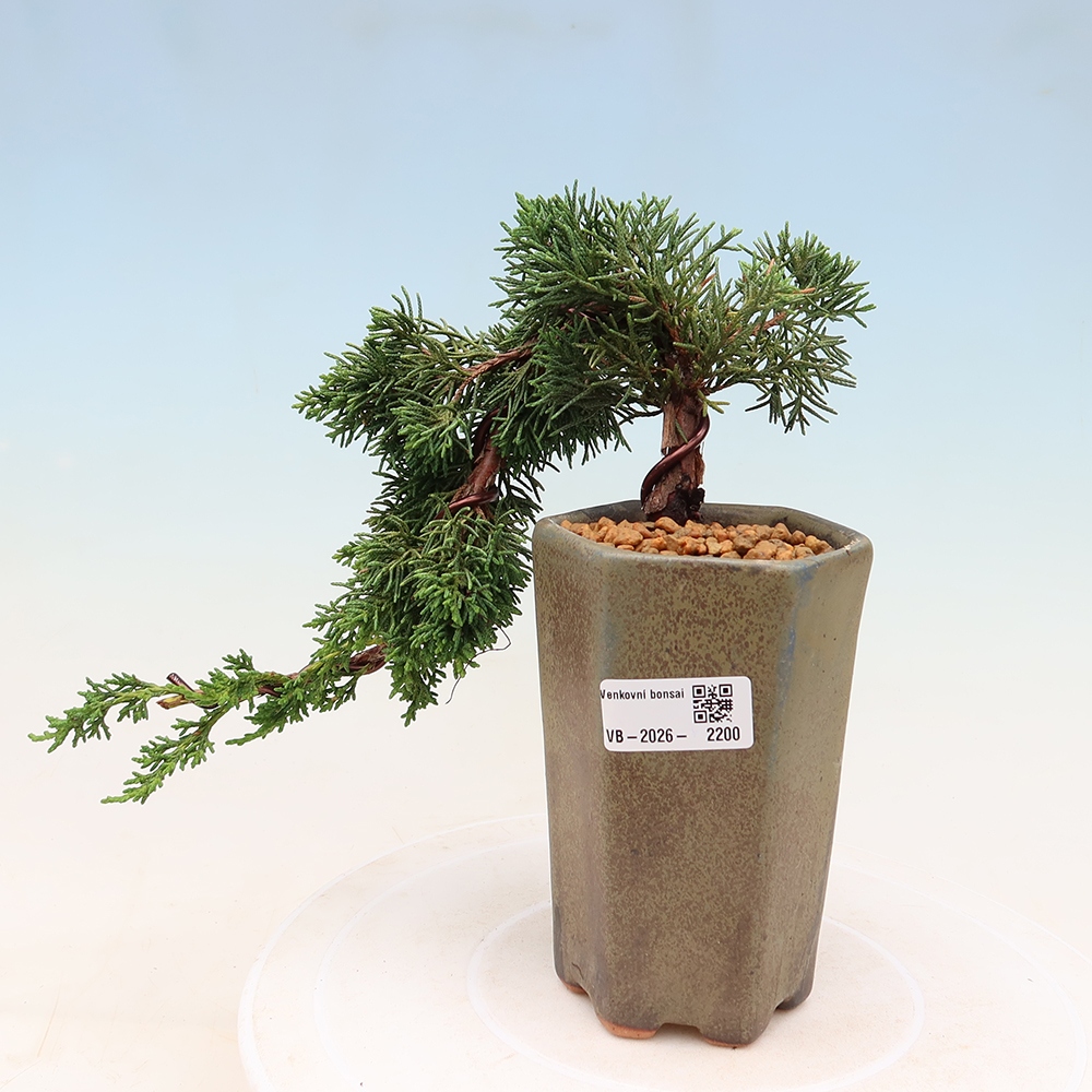 Bonsai da esterno - Juniperus chinensis Kishu