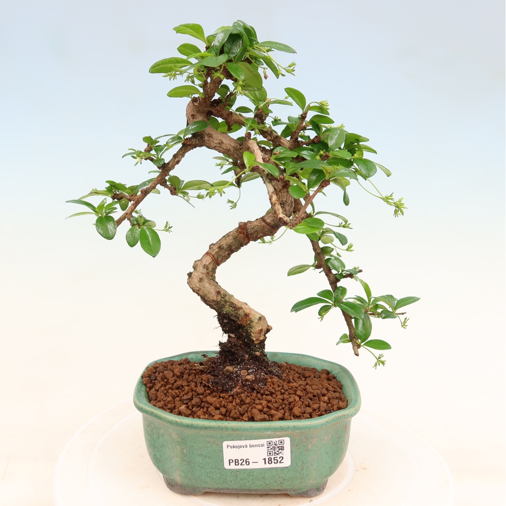Camera bonsai - Carmona macrophylla - Tea fuki
