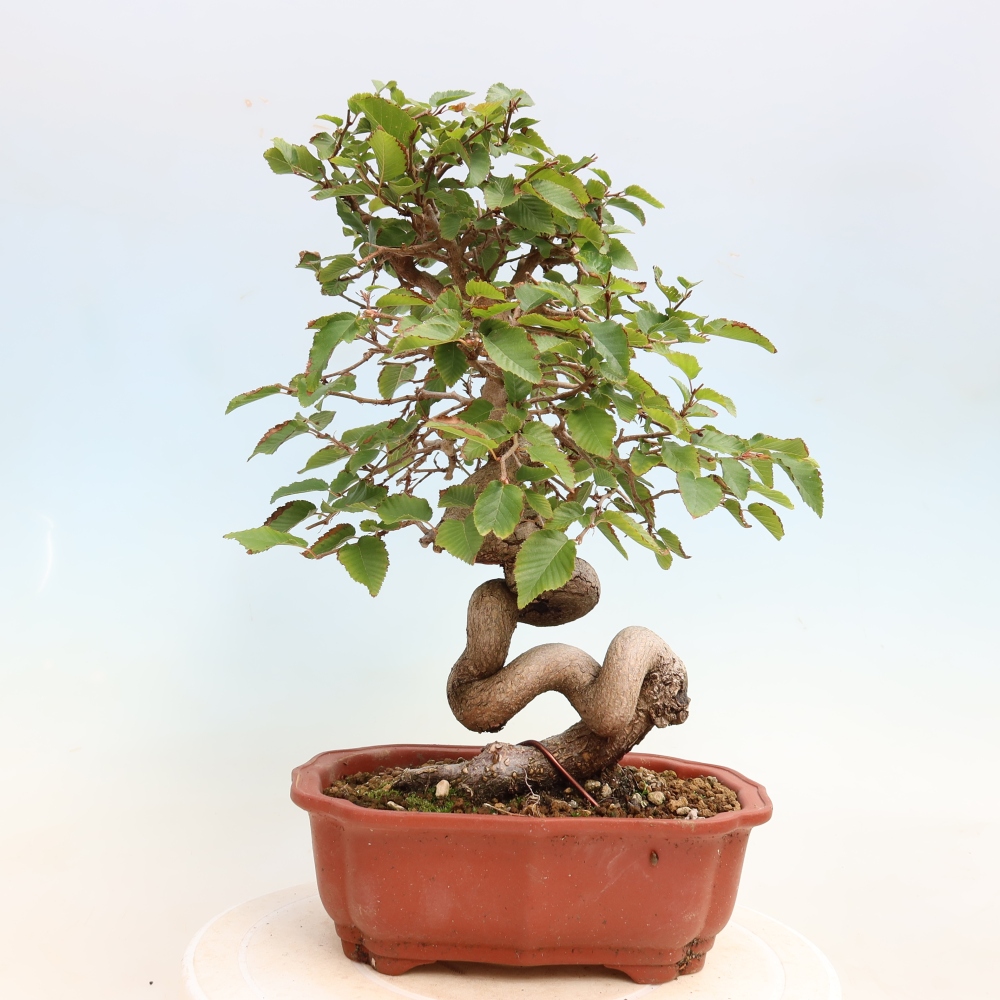 Bonsai da esterno -Carpinus CARPINOIDES - Carpino coreano