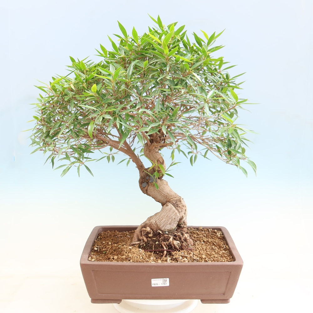 Camera bonsai - Ficus nerifolia - ficus a foglie piccole