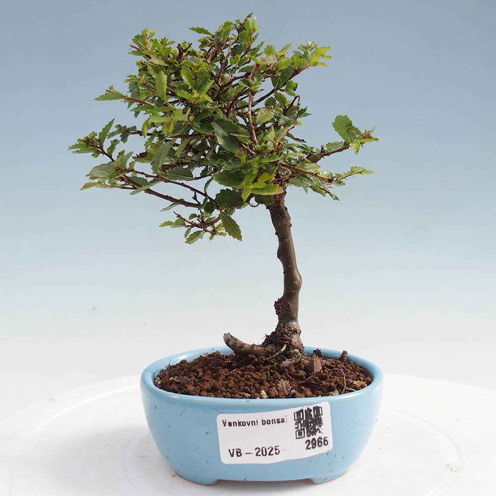 Bonsai da esterno - Ulmus parvifolia Sagei - Olmo a foglie piccole
