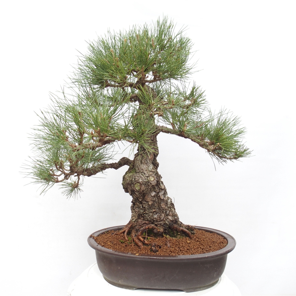 Bonsai da esterno - Pinus thunbergii - Pino di Thunberg