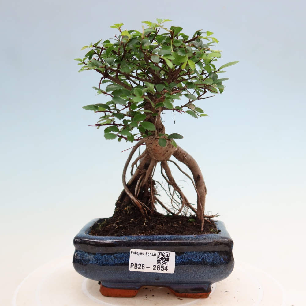 Camera bonsai - Ulmus parvifolia - Olmo a foglie piccole