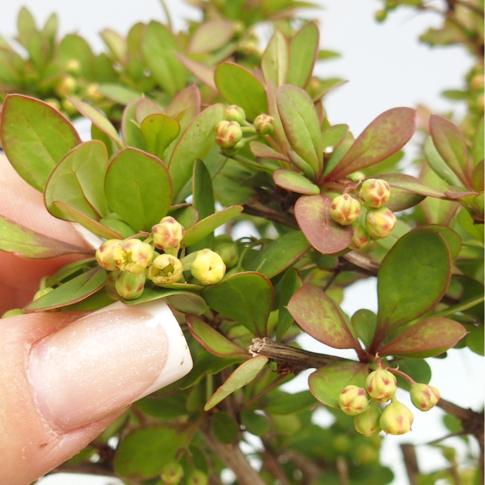 Bonsai da esterno - Berberis coreana