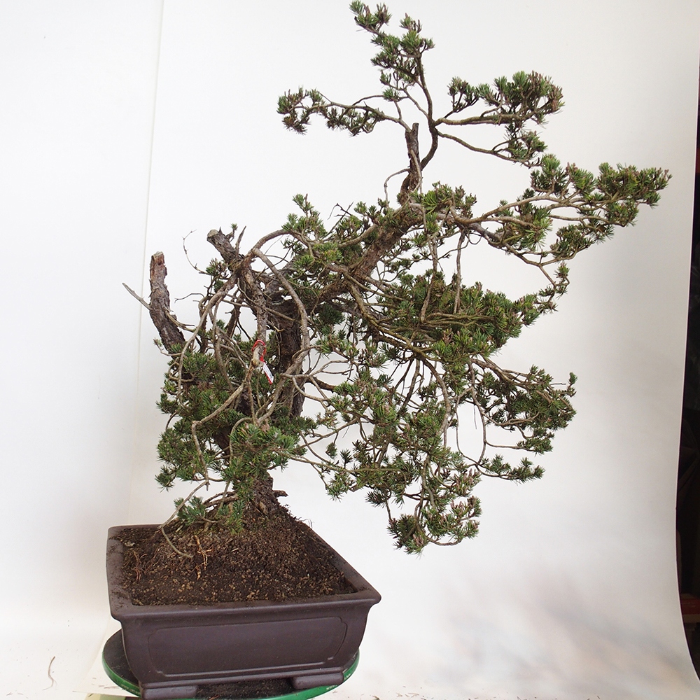 Yamadori - Pinus sylvestris Spagna