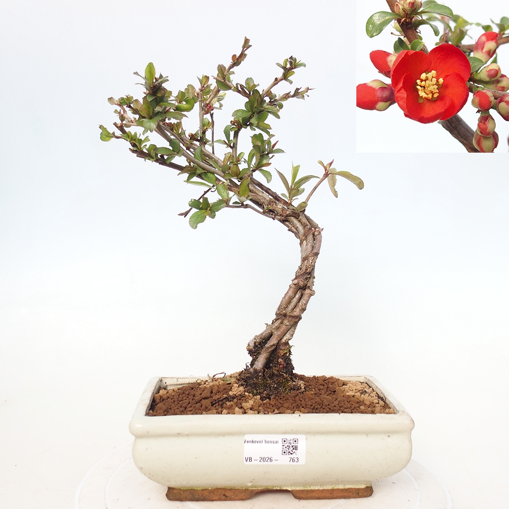 Bonsai da esterno - Chaneomeles sup. Nicoline - Cotogno