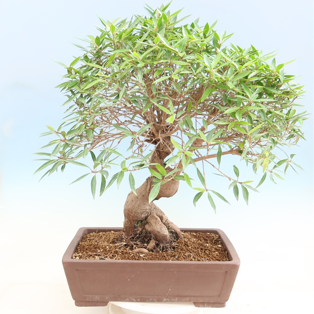Camera bonsai - Ficus nerifolia - ficus a foglie piccole
