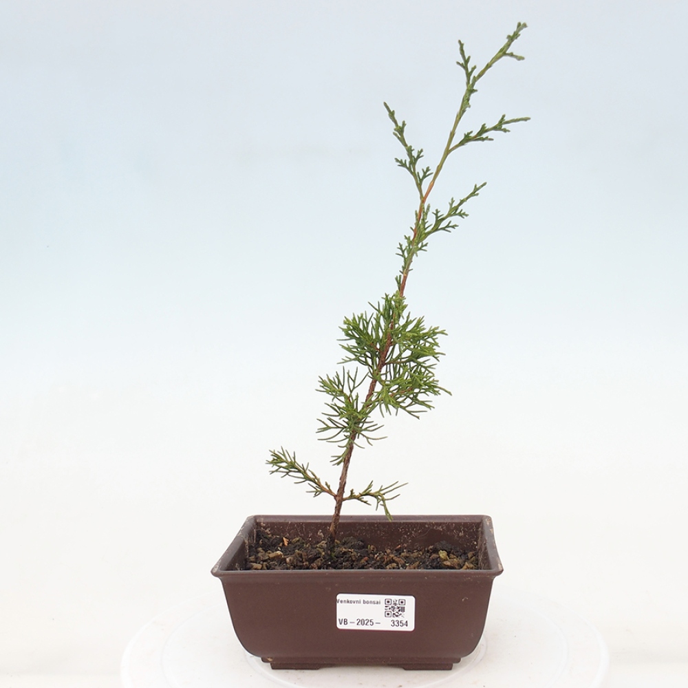 Bonsai da esterno - Juniperus chinensis Itoigawa