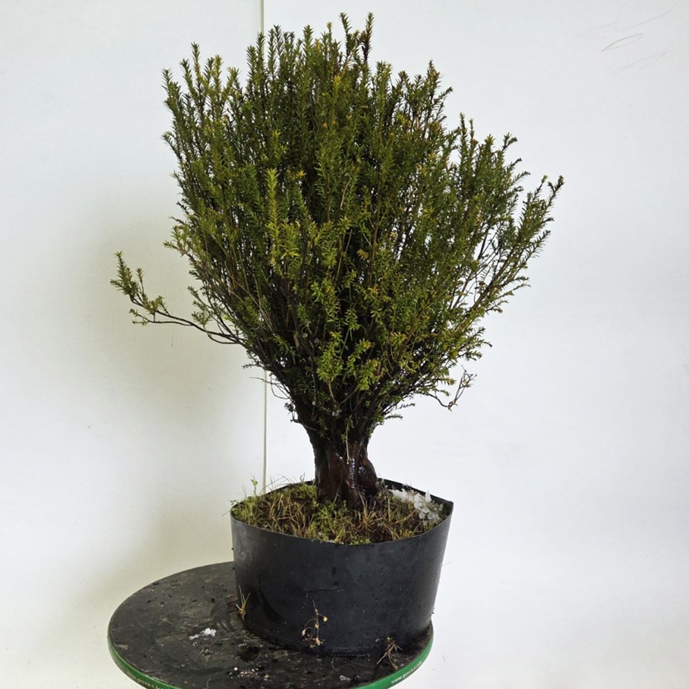 Bonsai da esterno di Tasso giapponese - Taxus cuspidata
