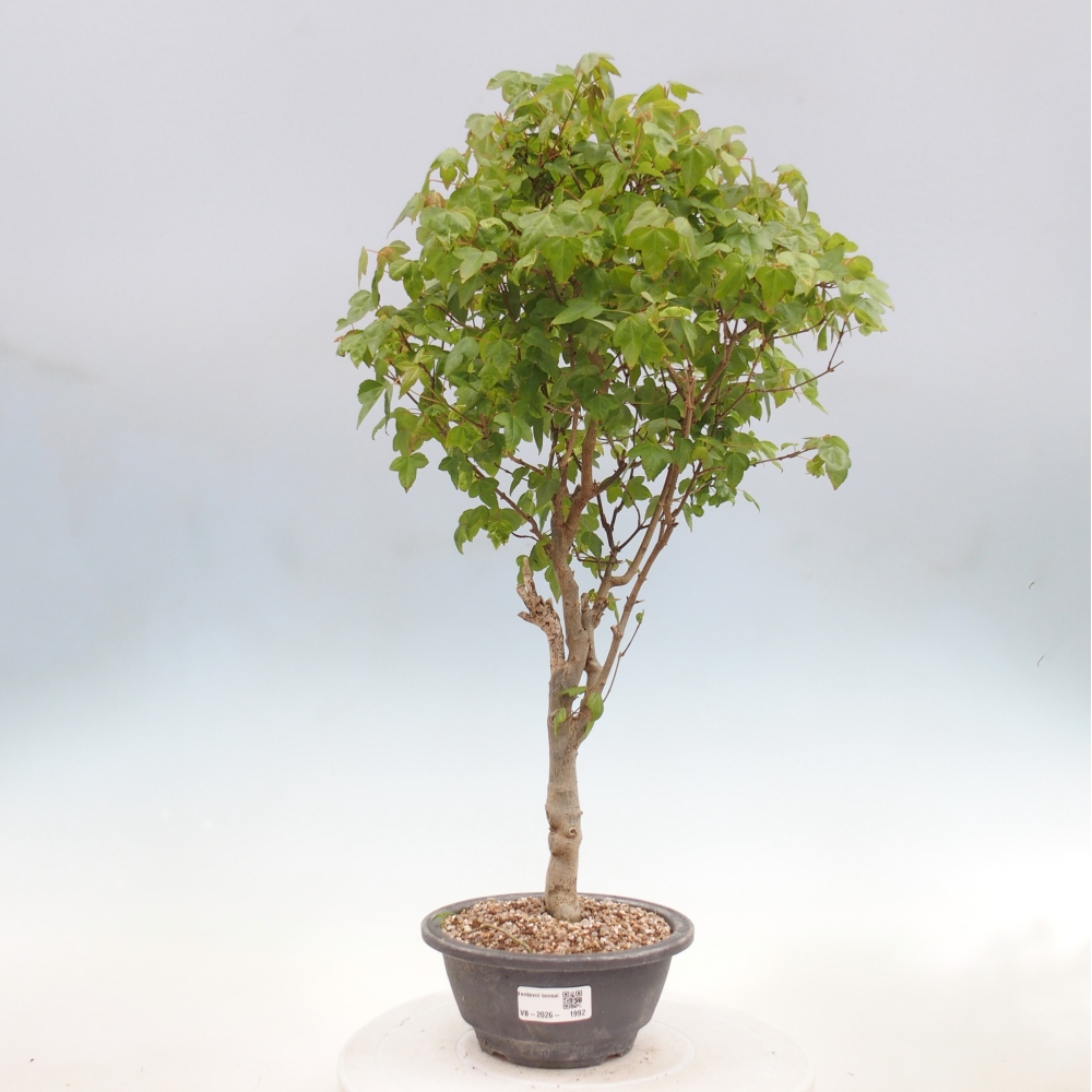 Bonsai da esterno - Acer Buergerianum - Acero di Burger