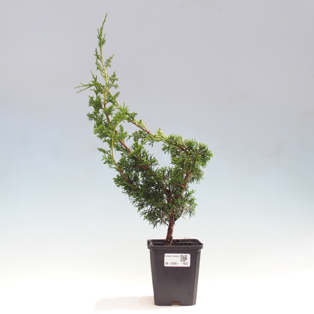Bonsai da esterno - Juniperus chinensis Itoigawa