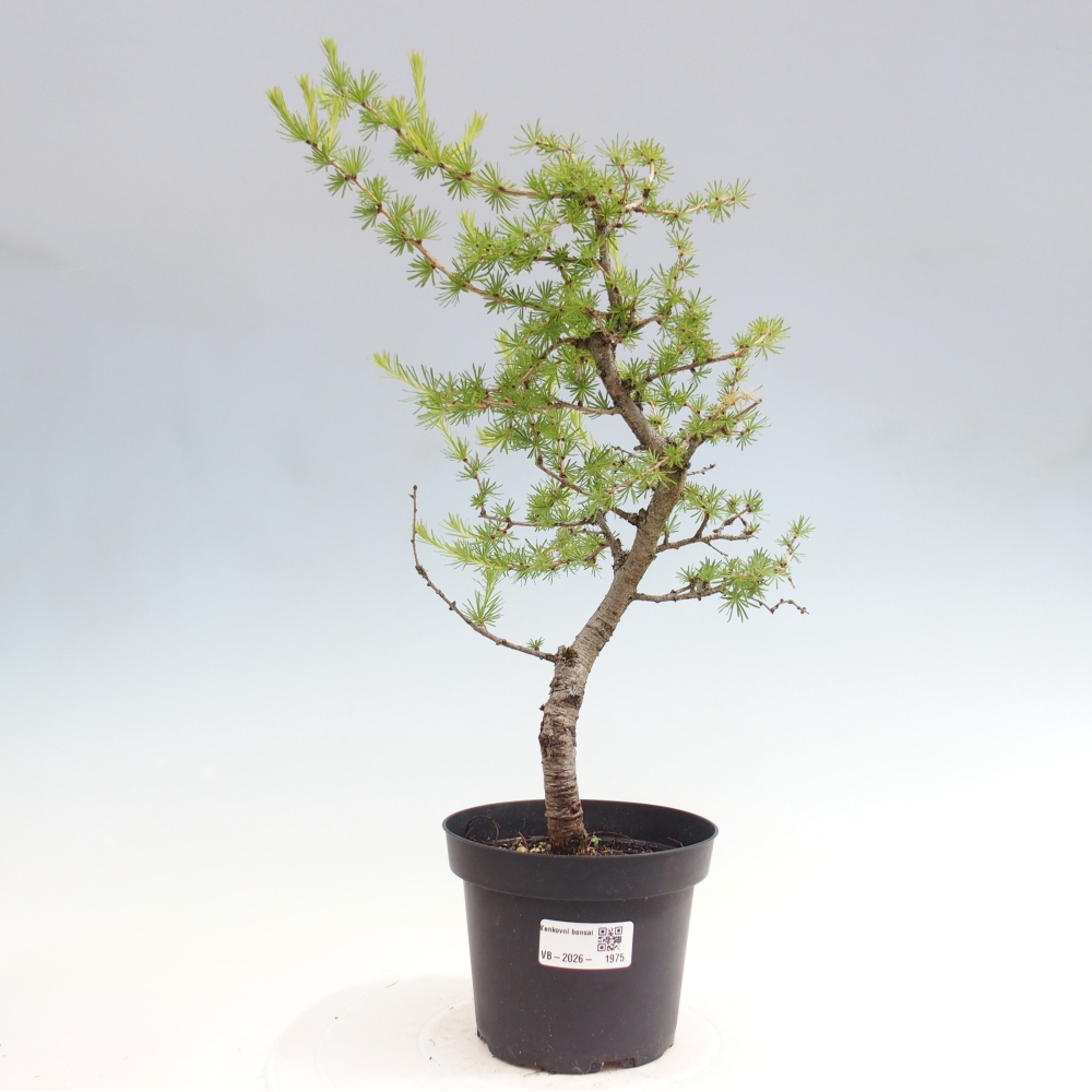 Bonsai da esterno -Larix decidua - Larice