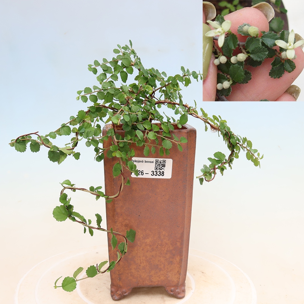 Camera bonsai - Grewia sp. - Grewia malafolia