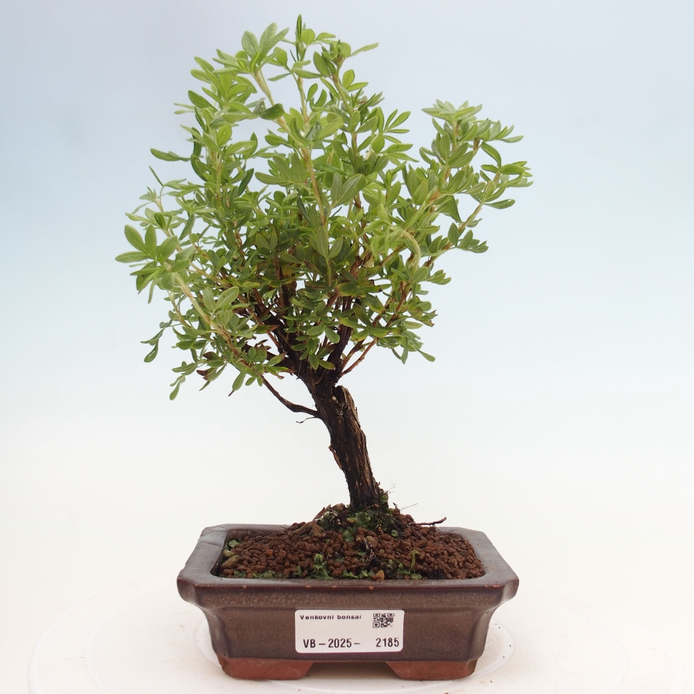 Bonsai da esterno - Potentila fruticosa yellow Bird