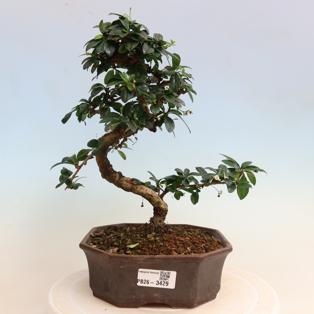 Camera bonsai - Carmona macrophylla - Tea fuki