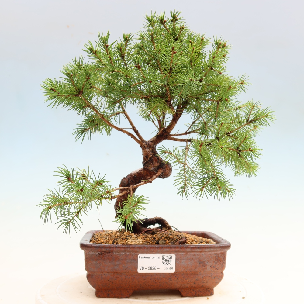Bonsai da esterno - Abete grigio - Picea glauca globe