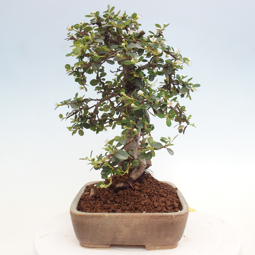 Bonsai da esterno - Cotoneaster dammeri - Roccia di Damer