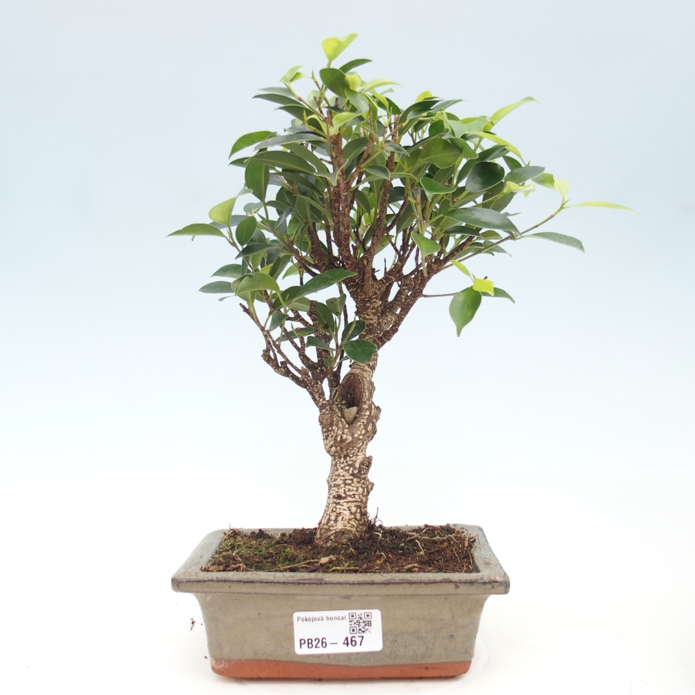 Camera bonsai - Ficus retusa - ficus a foglie piccole