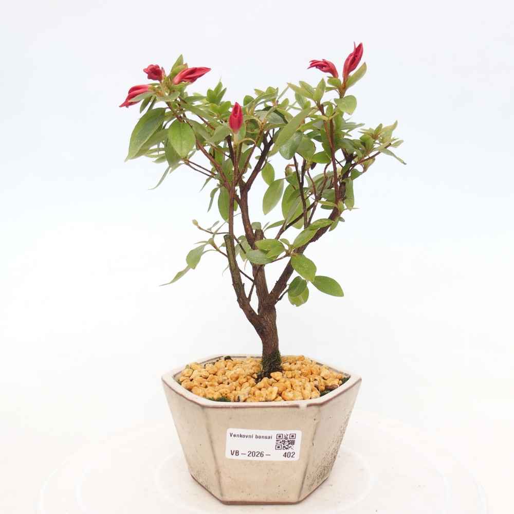 Bonsai da esterno - Azalea giapponese - Azalea sp.