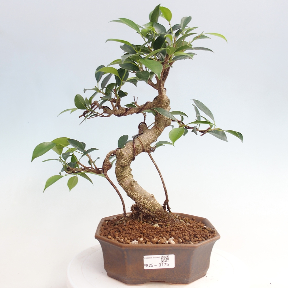 Camera bonsai - Ficus retusa - ficus a foglie piccole
