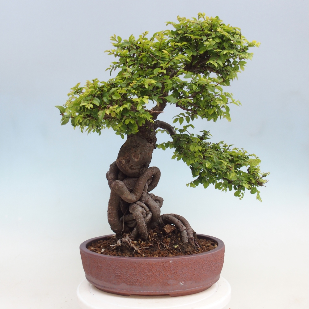Bonsai da esterno - Ulmus parvifolia Hokkaido - Olmo cinese