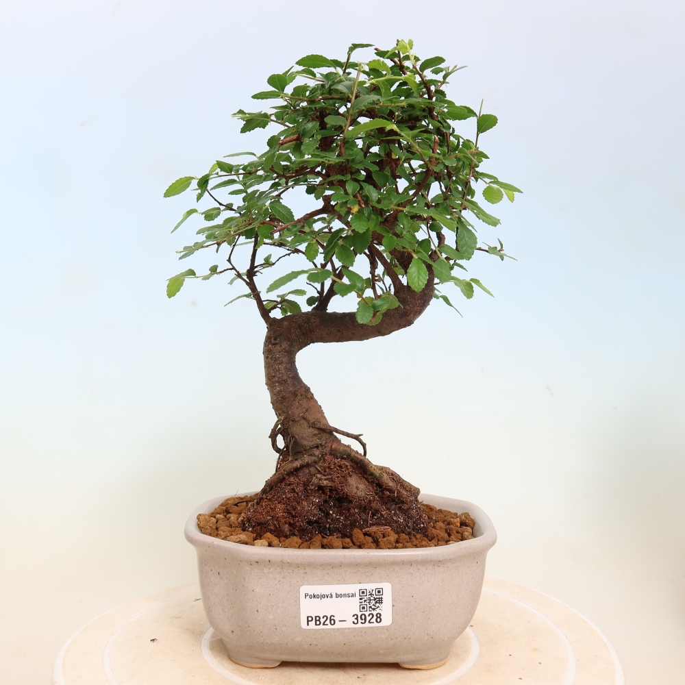 Camera bonsai - Ulmus parvifolia - Olmo a foglie piccole