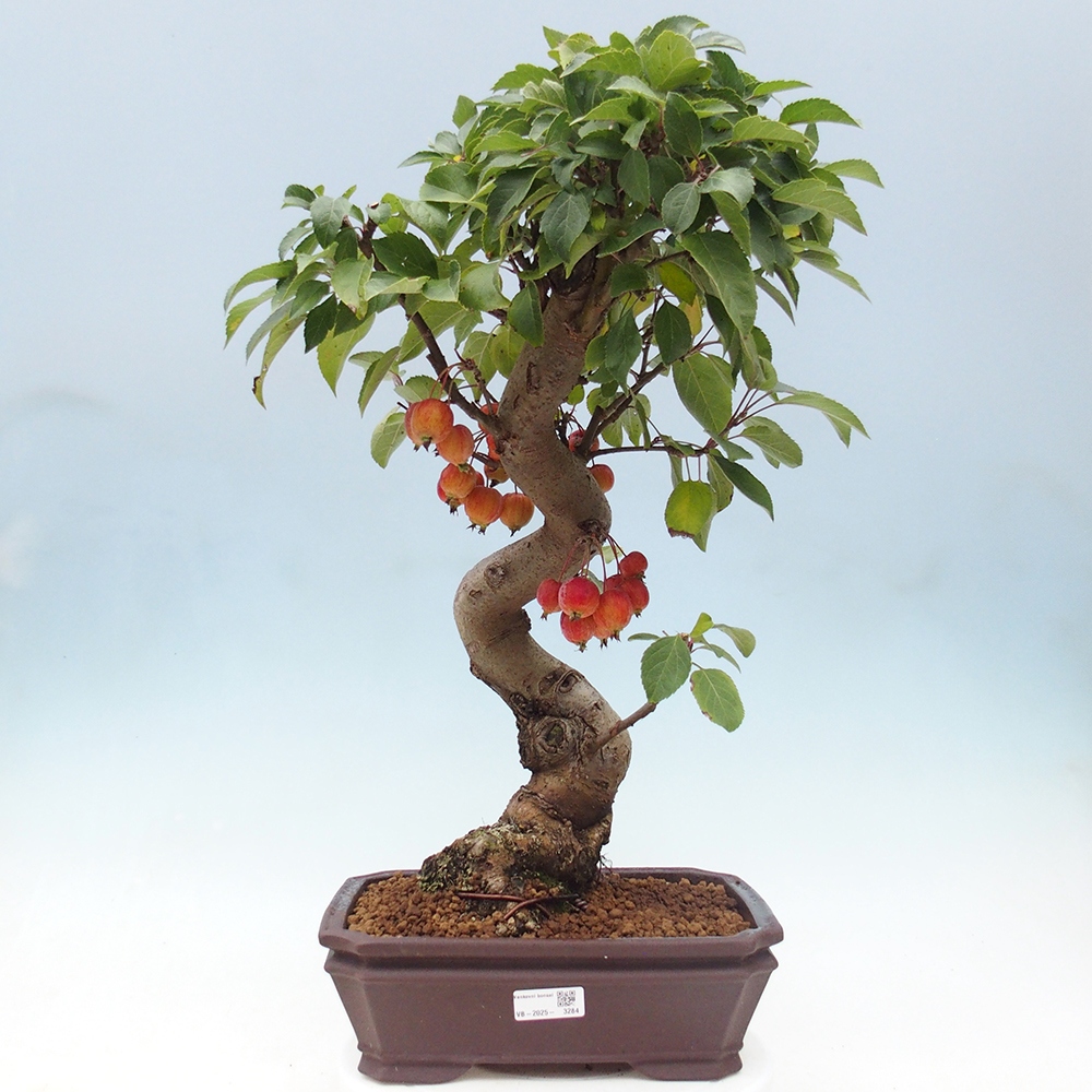 Bonsai da esterno -Malus halliana - Melo a frutto piccolo