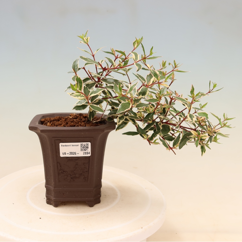 Bonsai da esterno - Abelia gr. Confetti - Abelia a fiore grande
