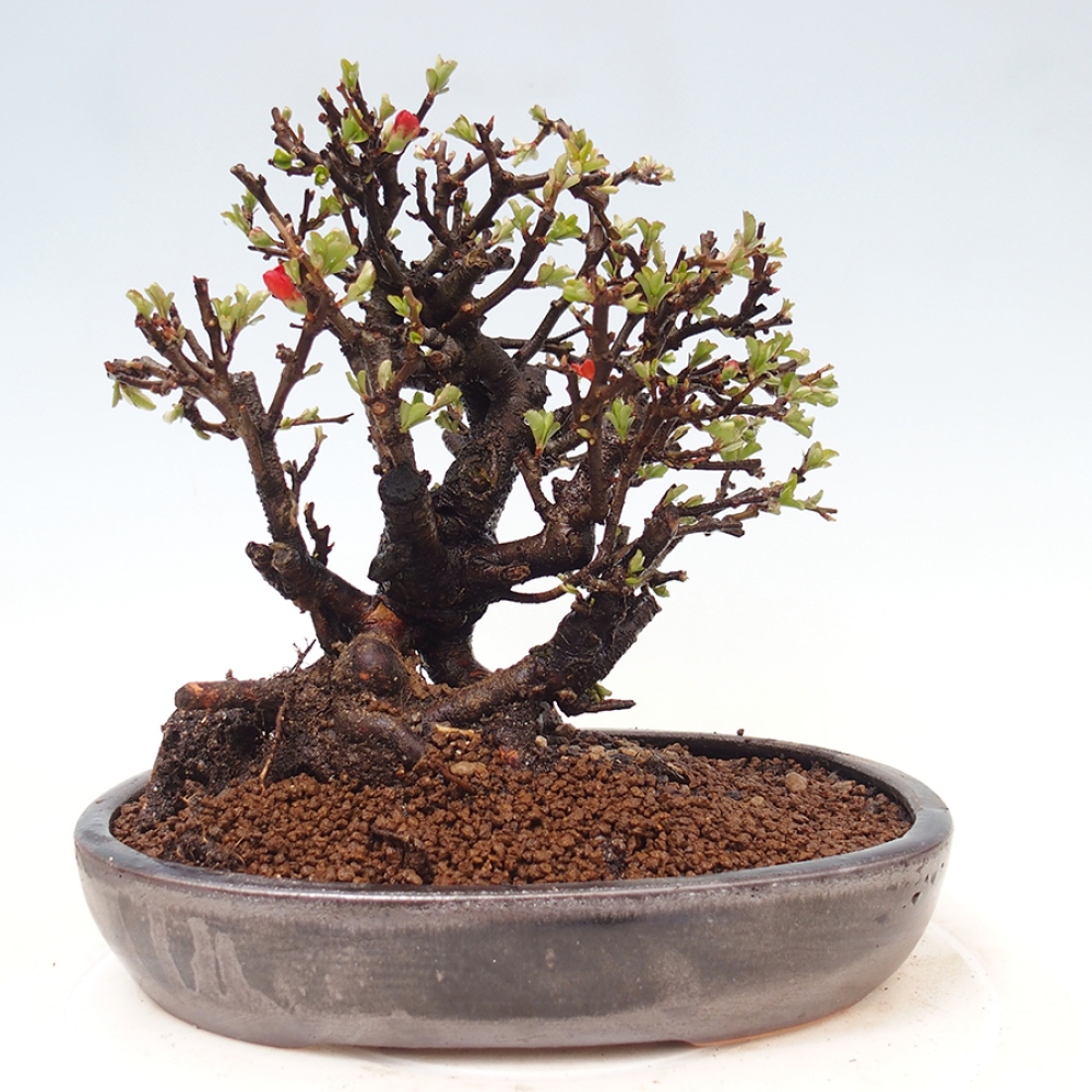 Bonsai da esterno - Chaneomeles speciosa - Cotogno