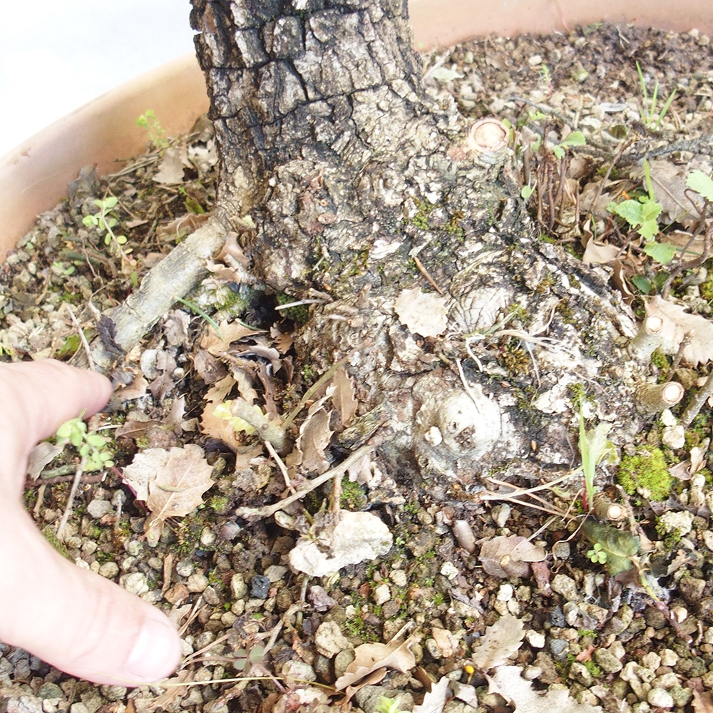 Bonsai da esterno Quercus Cerris - Quercia Cer