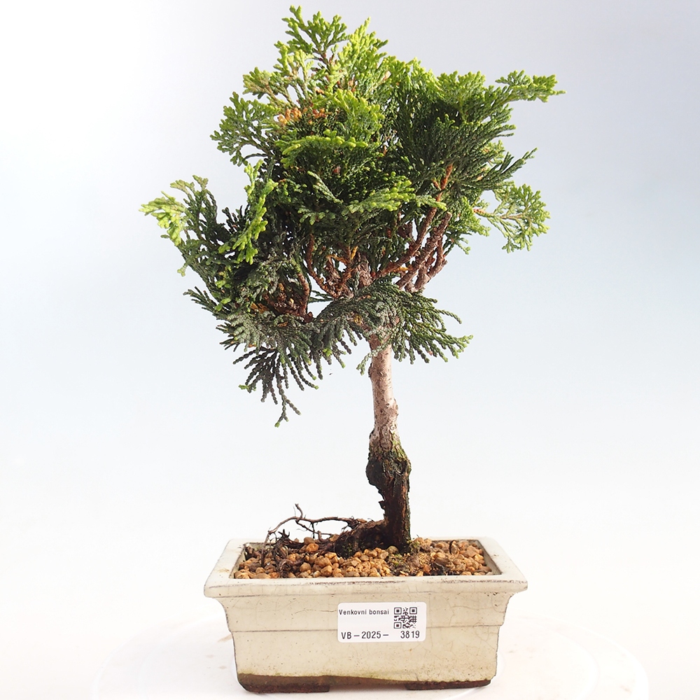 Bonsai da esterno - Cham.pis obtusa Nana Gracilis - Cipresso