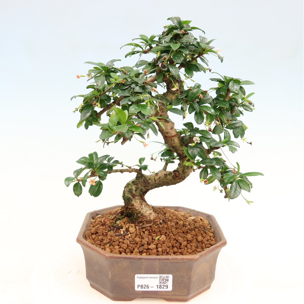 Camera bonsai - Carmona macrophylla - Tea fuki