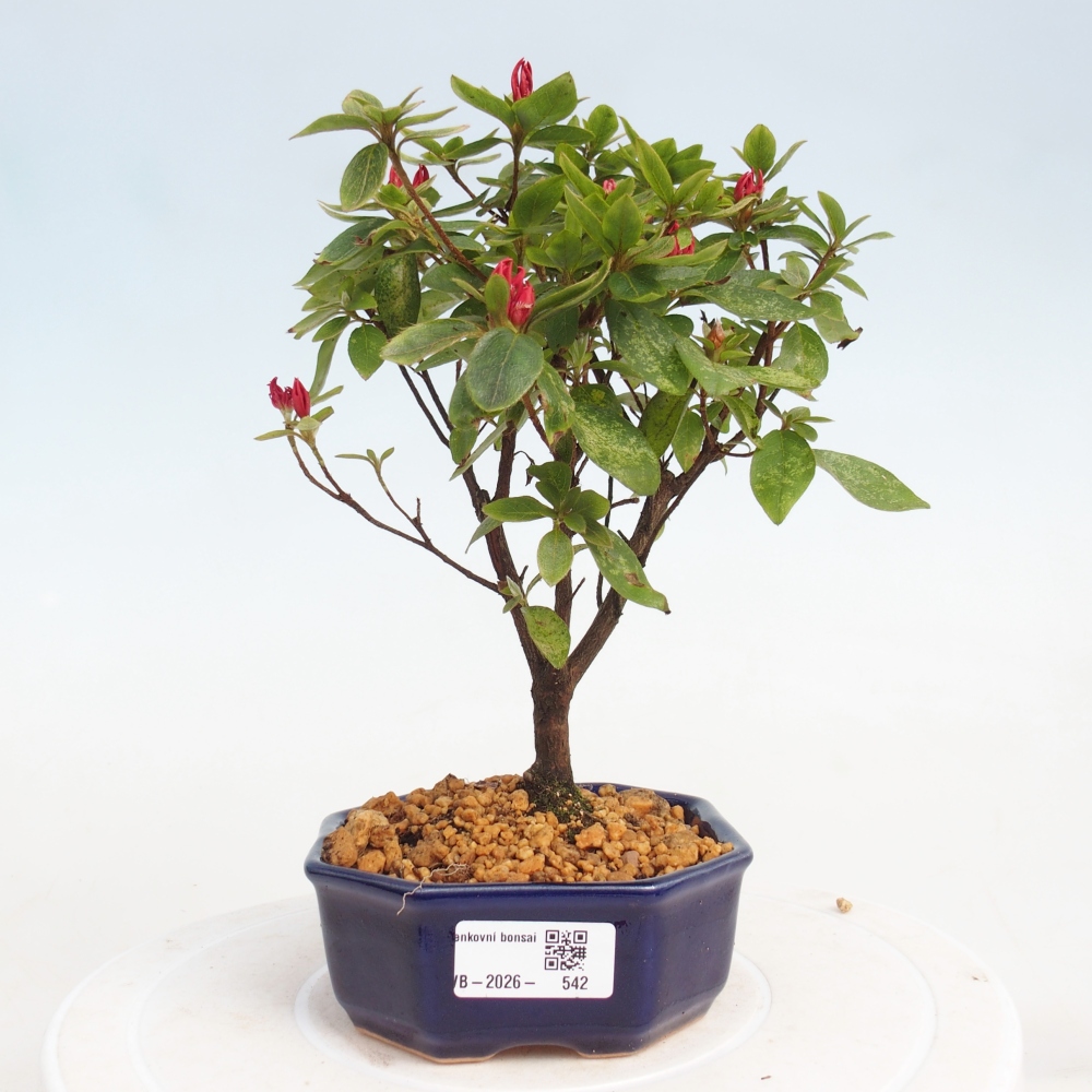 Bonsai da esterno - Azalea giapponese - Azalea sp.