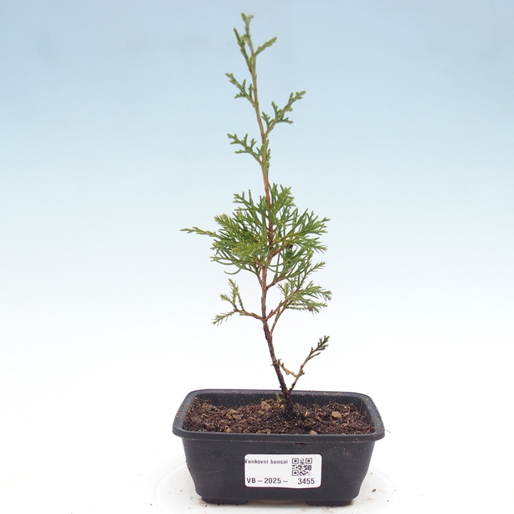 Bonsai da esterno - Juniperus chinensis Itoigawa