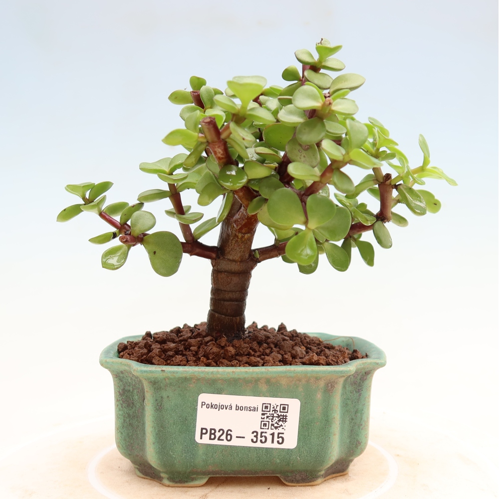 Camera bonsai - Portulakaria Afra - Tlustice