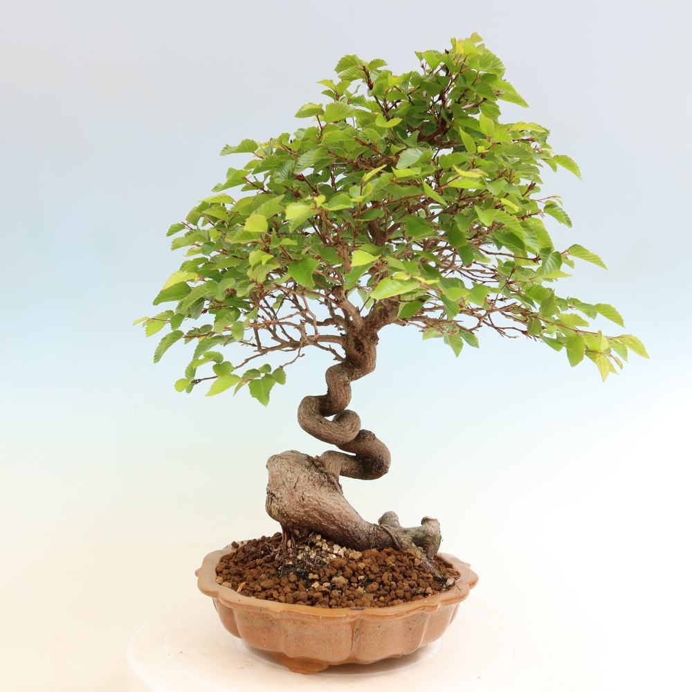 Bonsai da esterno -Carpinus Coreana - Carpino coreano