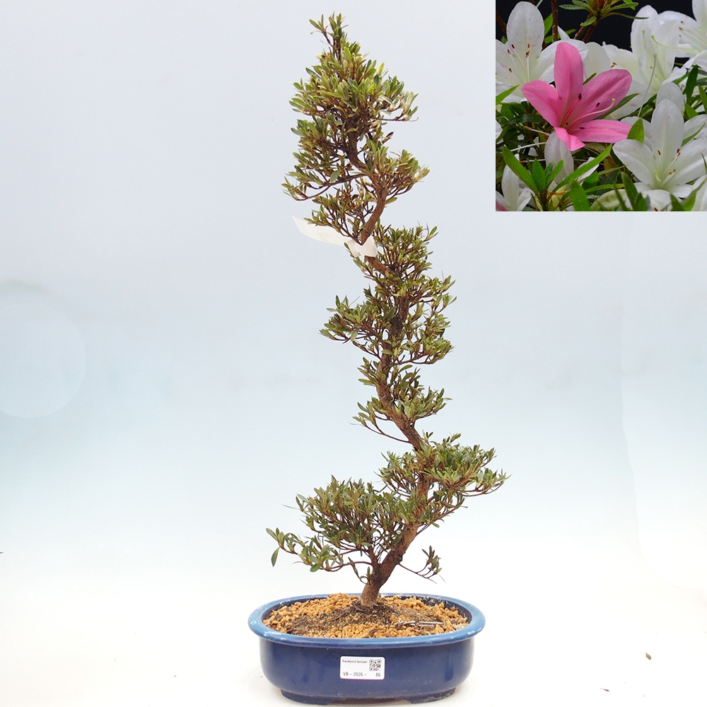 Bonsai da esterno - Azalea giapponese - Azalea Hakurin